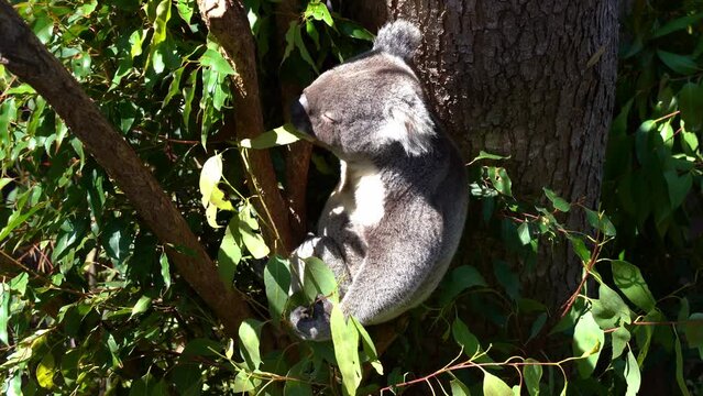 Cute fussy eater koala, phascolarctos cinereus spotted hanging on the tree, eating eucalyptus leaves under bright sunlight with eyes closed at wildlife sanctuary, Australian native animal species.