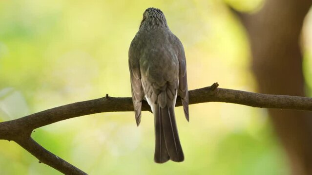 Back View of Brown-eared Bulbul Bird Pooping Sitting on Tree Branch in Autumn Closeup