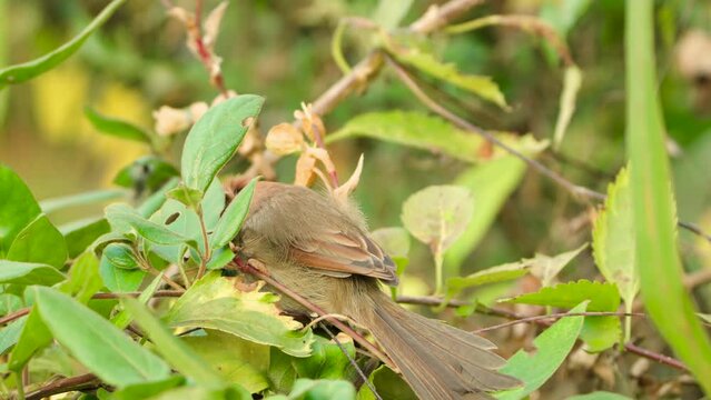 Vinous-throated parrotbill (Suthora webbiana) eating berry or seeds on a bush or shrub - close-up