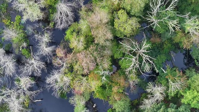 Aerial footage over autumn trees and swamp in a forest