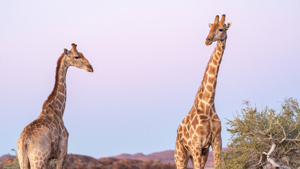 Giraffes in the wild, Augrabies Falls National Park, South Africa