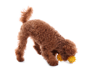 Cute Maltipoo dog playing with toy on white background. Lovely pet