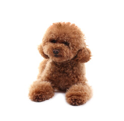 Cute Maltipoo dog on white background. Lovely pet