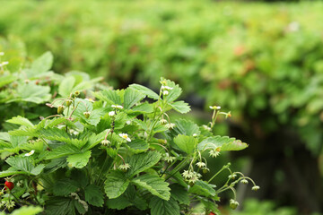 Wild strawberry bushes growing on farm. Seasonal berries