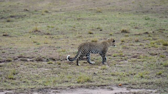A Smooth Panoramic Shot Of A Leopard Walking Freely In The Wilderness On Dry Land