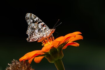 Closeup of a delicate butterfly delicately perched on a vibrant orange flower.