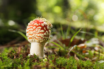 One poisonous mushroom growing in forest, closeup. Space for text