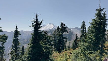 Scenic landscape with a mountain view surrounded by a lush forest of trees