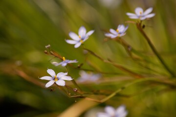 Fototapeta premium Closeup of purple flowers in a field