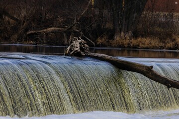 Log stuck in a dam located on the Fox River in South Elgin, Illinois