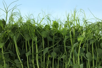 Fresh natural microgreen growing against sky outdoors, closeup