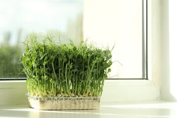 Fresh pea microgreen growing in plastic container on windowsill indoors, space for text