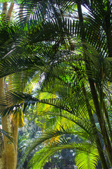 Vertical background of the palm trees at Peradeniya Botanical garden. Sri Lanka