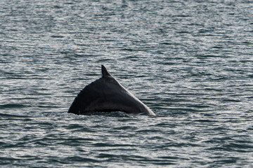 
humpback whale