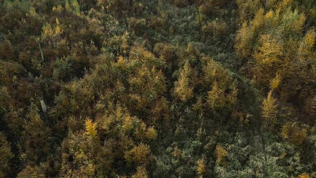 Colorful fall forest trees via drone over autumn.