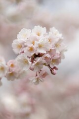 Obraz premium Beautiful image of soft pink and white cherry blossoms in full bloom