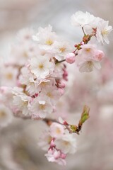 Beautiful image of soft pink and white cherry blossoms in full bloom