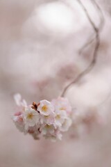 Beautiful image of soft pink and white cherry blossoms in full bloom