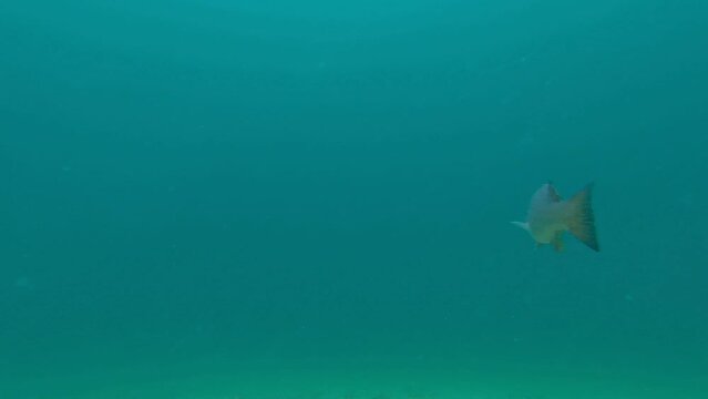 A Smallmouth Bass (Micropterus dolomieu) swimming underwater in Grand Traverse Bay, Lake Michigan, USA.