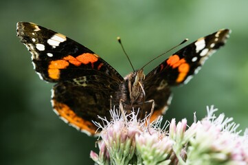 Closeup of a Red admiral perched on the flower with a blurry background
