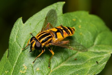 Macro shot of a Helophilus pendulus perched on a green leaf in a natural forest setting