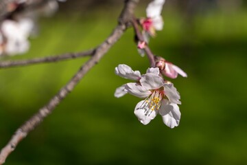 Vibrant April blossom on a flowering cherry tree branch in full bloom, illuminated in the sunlight
