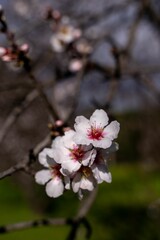 Naklejka na ściany i meble Vibrant April blossom on a flowering cherry tree branch in full bloom, illuminated in the sunlight
