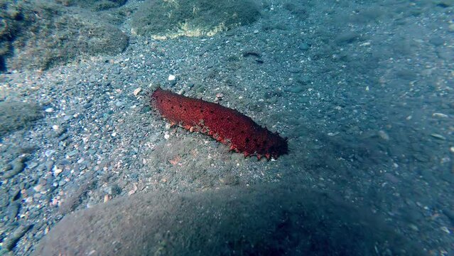 Close up shot of Cotton-spinner or tubular sea cucumber (Holothuria tubulosa) resting on the sea floor.