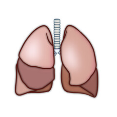The element body composition Separated into various internal organs in the form of digital art, Anatomy liver, stomach, uterus, large intestine, pancreas, lung, kidney, by StellarAan