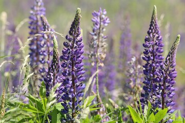Obraz premium Abundance of purple multi-leaved lupine (Lupinus polyphyllus) flowers