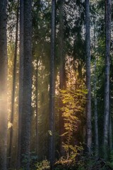 Fototapeta premium Vibrant forest featuring tall, green trees, with rays of sunlight streaming through the foliage