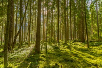 Fototapeta na wymiar Idyllic scene of a sunbeam shining through a lush green forest, with vibrant grass and trees