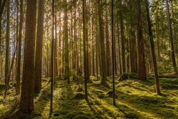 Fototapeta premium Tranquil scene of a wooded area in Vancouver, Canada, illuminated by golden sunlight