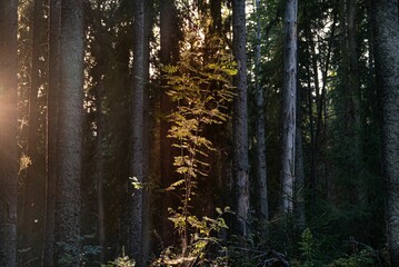 Obraz premium Beautiful golden sunbeams shines through a lush forest, creating a magical setting of tree branches