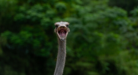Head and neck of an ostrich against a background of greenery