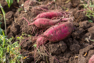畑の泥つきサツマ芋