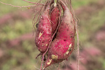 畑の土つきサツマイモ