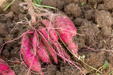 鈴なりのさつま芋