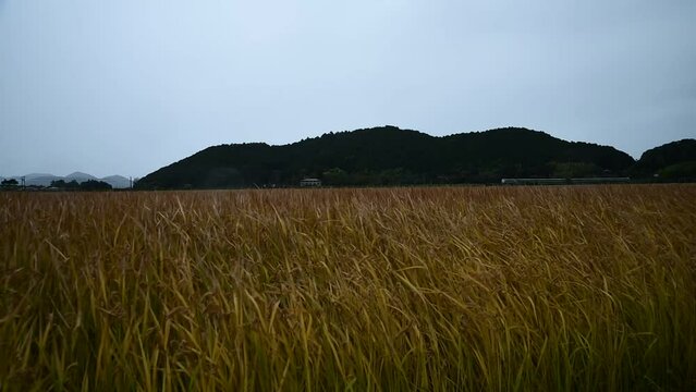 秋の安土城址を背景に走る特急サンダーバード （東海道本線 安土 - 能登川, 2023年11月）