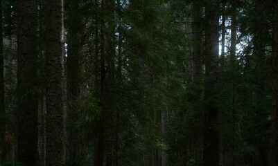 Fototapeta premium Dense, lush forest with tall trees covered in moss.