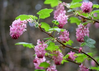 Close-up shot of Ribes sanguineum flowers blooming in the garden