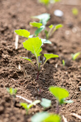 野菜の新芽