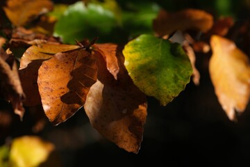 Closeup of autumn leaves in sunlight