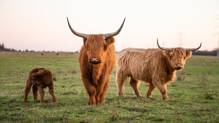 Highland cattle cows standing in a lush green grassy field, with tall trees in the background