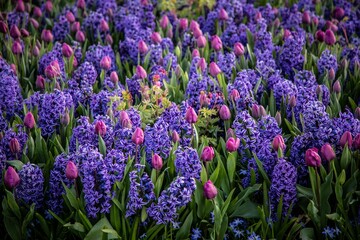 Fototapeta premium Purple tulips and hyacinths in the park