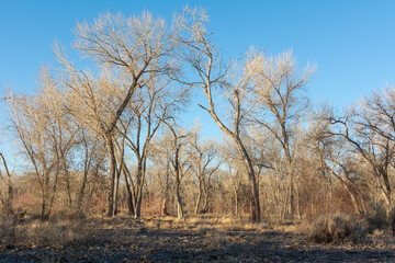 A thicket of towering cottonwood trees, bare of leaves, in direct light on a clear day in winter.