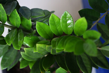 Leaves, nature's solar panels, come in various shapes and colors, playing a vital role in...