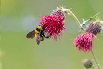 Closeup of a bumblebee perched on a thistle