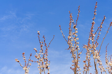 Branches of flowering fruit trees with selective focus. Spring background with copy space