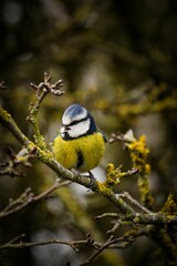 Obraz premium Vibrant blue tit perched atop a small branch in a rustic wooded area